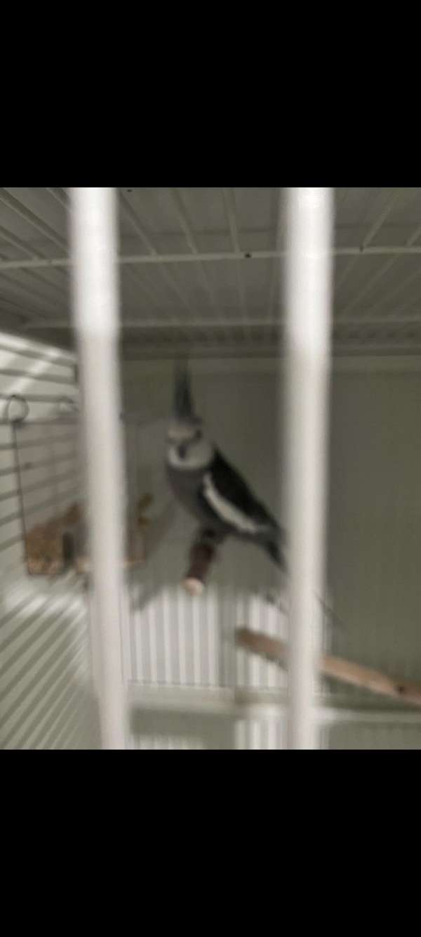 grey-bird-for-sale-in-floral-park-ny