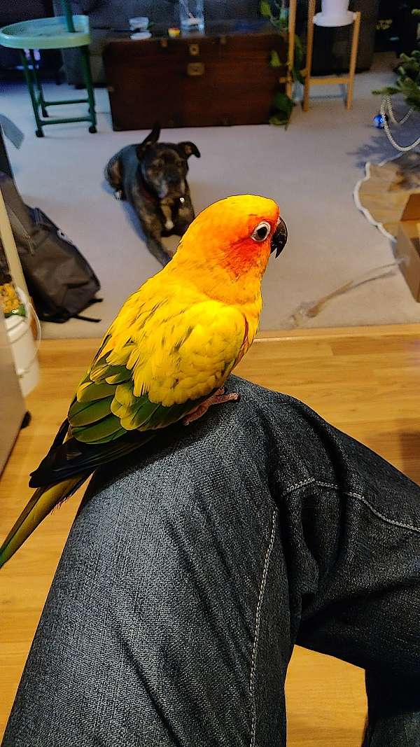 sun-conure-for-sale-in-apple-valley-mn