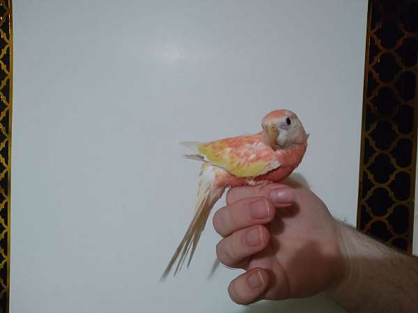 pink-yellow-bird-for-sale-in-wichita-ks