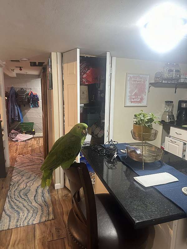 yellow-naped-amazon-parrot-for-sale-in-farmingdale-ny