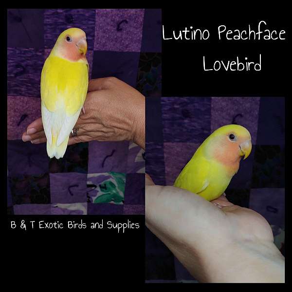 lovebird-for-sale