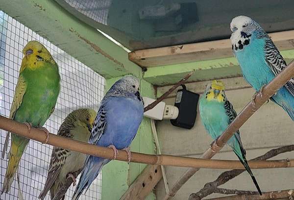 budgerigar-parakeet-for-sale