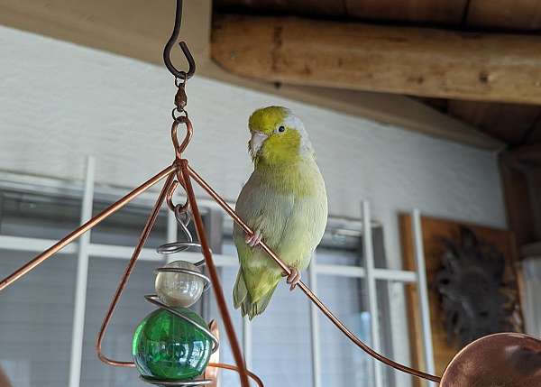 cobalt-green-house-trained-bird-for-sale
