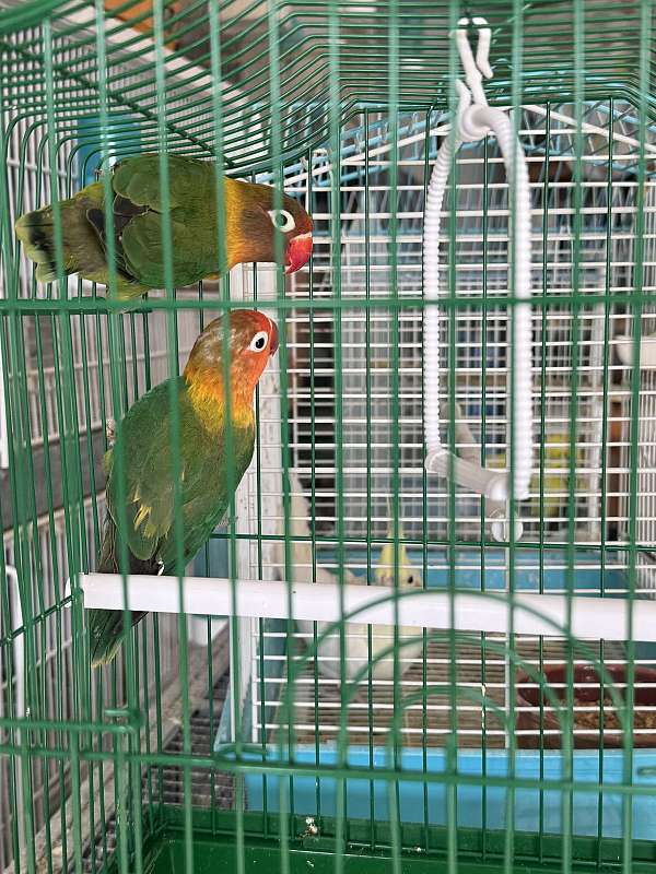 bonded-pair-bird-for-sale-in-monroe-township-nj