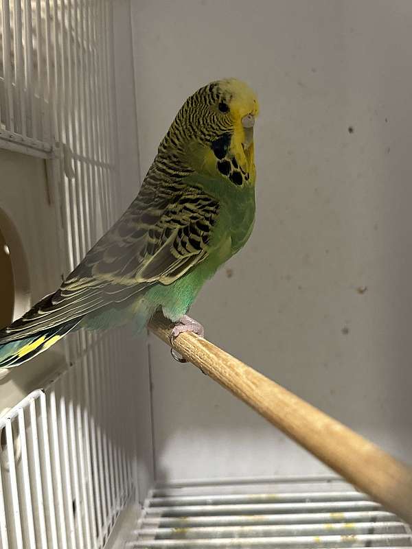 budgerigar-parakeet-for-sale