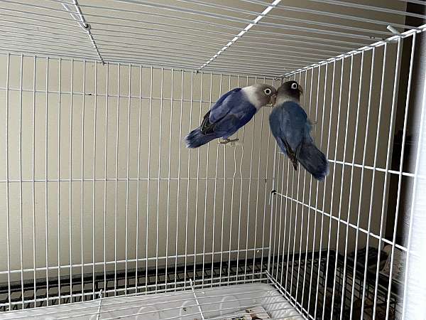 black-blue-bird-for-sale-in-columbia-md