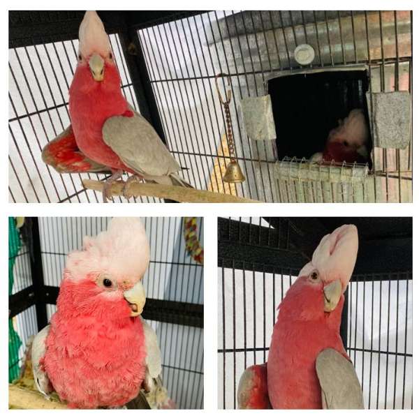 cockatoo-rose-breasted-cockatoo-for-sale-in-gainesville-fl