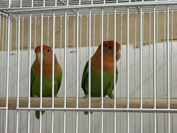 peach-bird-for-sale-in-columbia-md