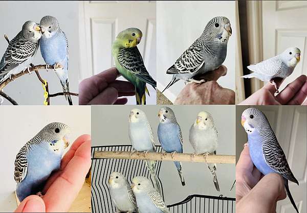 budgerigar-parakeet-for-sale-in-koxville-tn