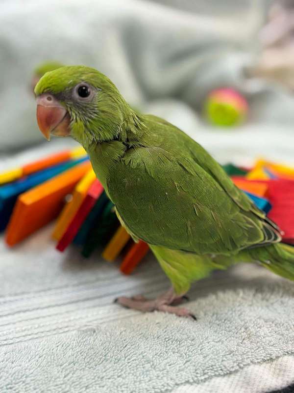 ringneck-parakeet-for-sale
