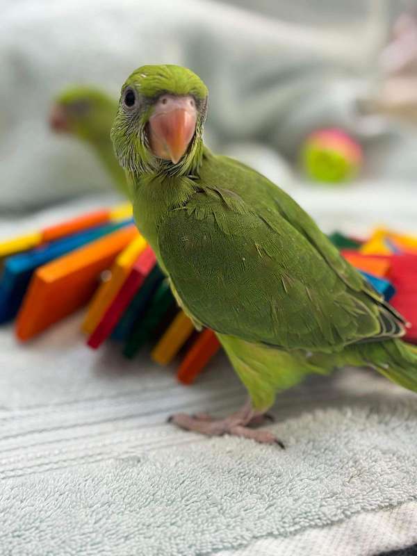 ringneck-parakeet-for-sale-in-dade-city-fl