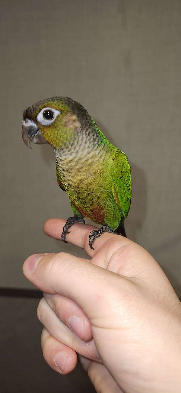 green-cheek-conure-for-sale-in-weatherford-tx