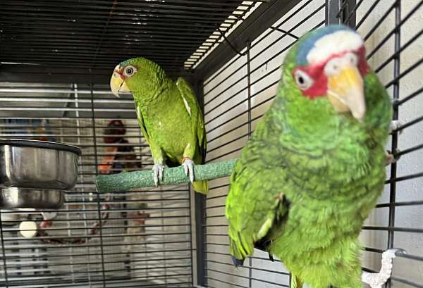 white-front-amazon-parrot-for-sale-in-summerville-sc