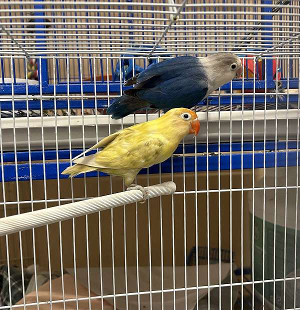 blue-yellow-bird-for-sale-in-columbia-md