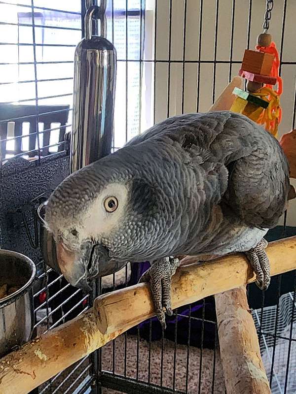 african-grey-parrot-for-sale-in-sand-springs-ok