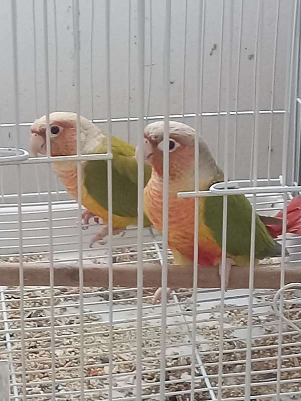 Pineapple red factor conure