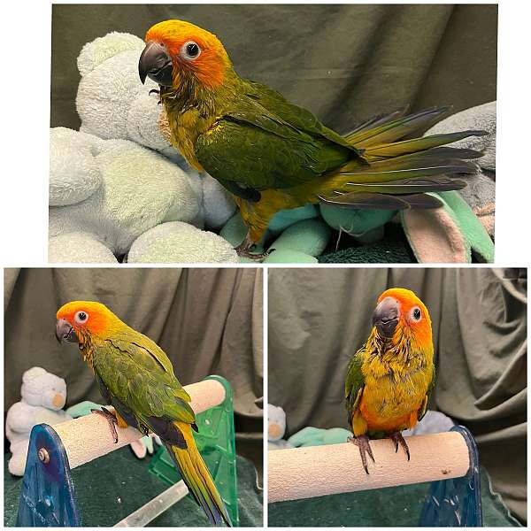 conure-sun-conure-for-sale-in-dundee-fl