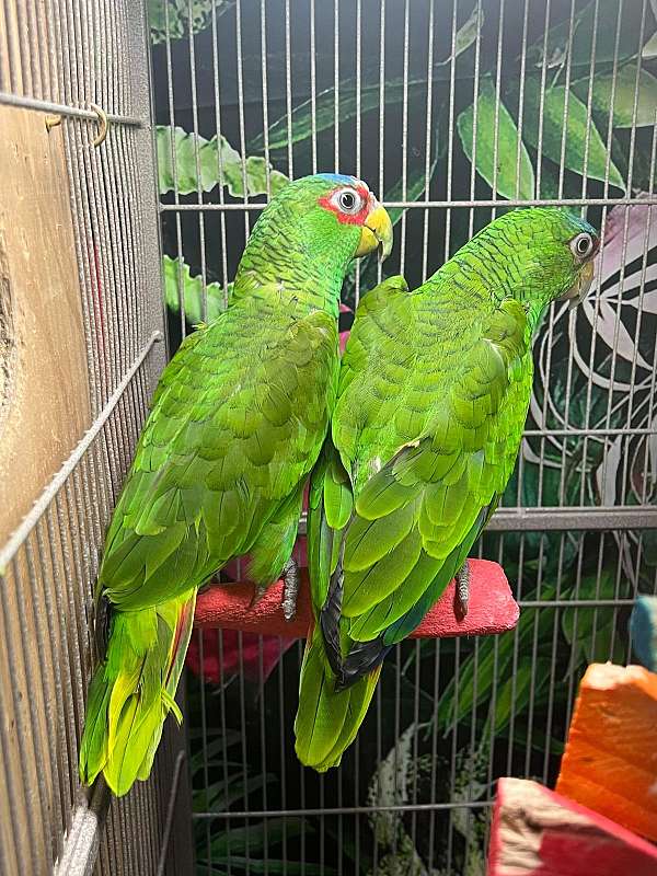 white-bonded-pair-tame-bird-for-sale