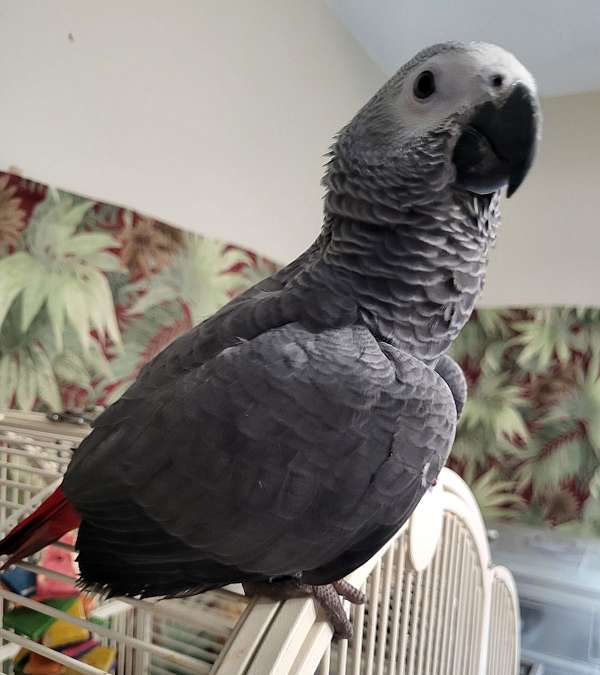 congo-african-grey-parrot-for-sale-in-richmond-va