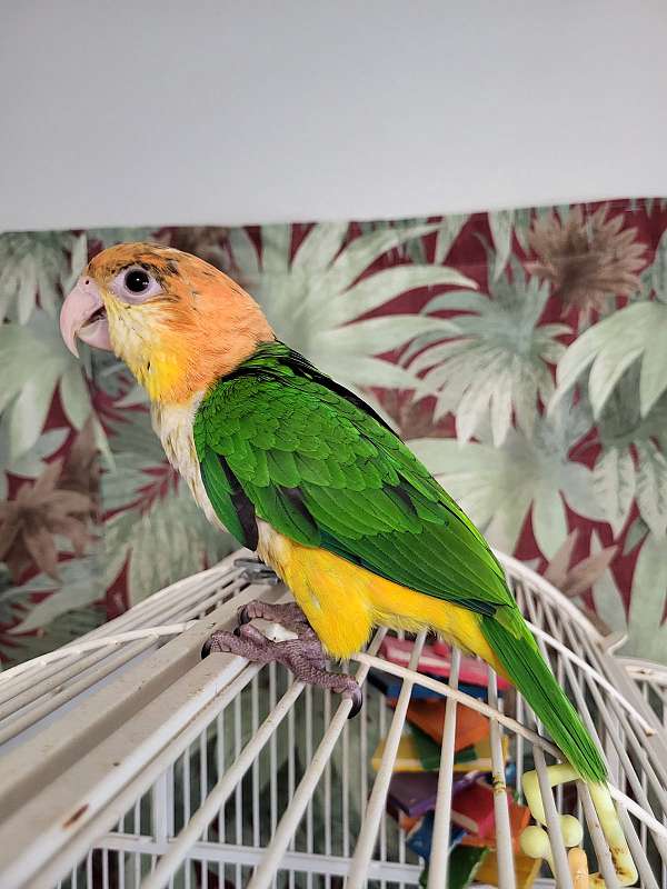 white-bellied-caique-for-sale-in-richmond-va