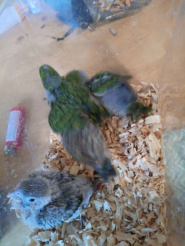 lineolated-parakeet-for-sale-in-bradford-pa