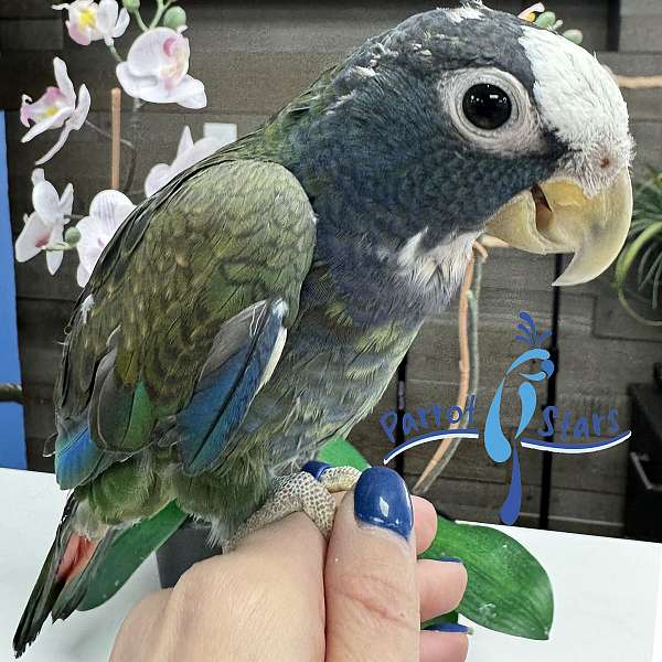 exotic-white-capped-pionus-parrots-for-sale