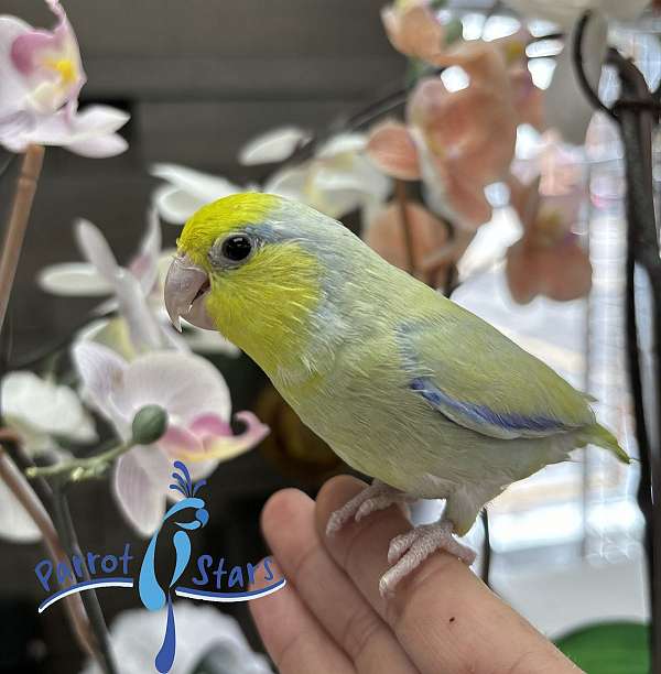 parrotlet-for-sale