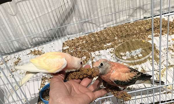 bourke-parakeet-for-sale-in-walnut-creek-ca