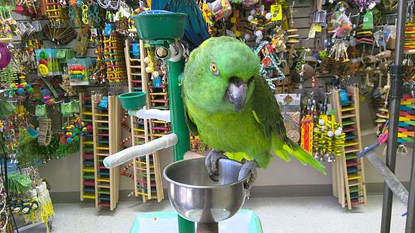 yellow-naped-amazon-parrot-for-sale-in-norcross-ga