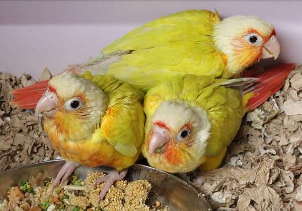 baby-red-yellow-bird-for-sale