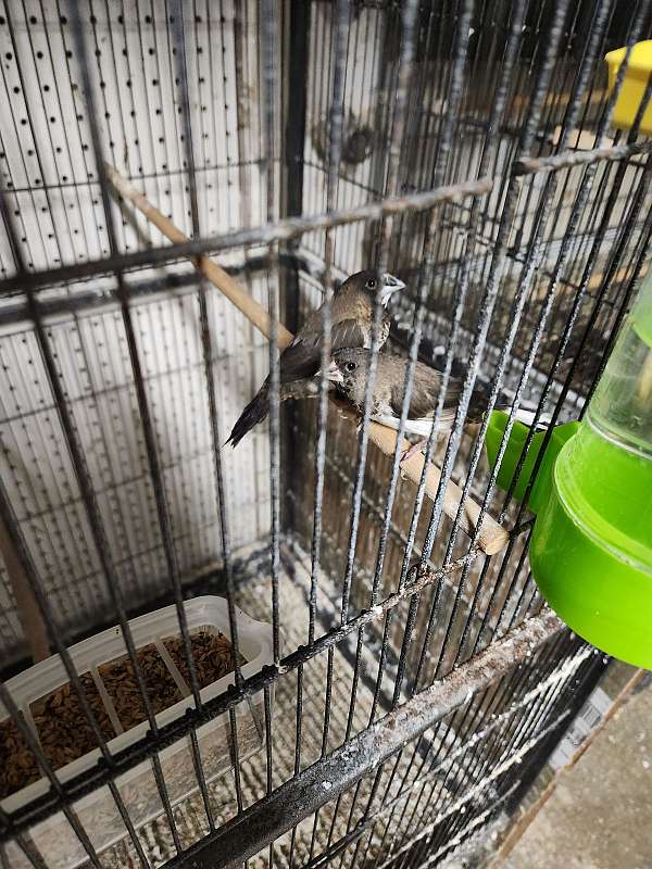 adult-bird-for-sale-in-potomac-md