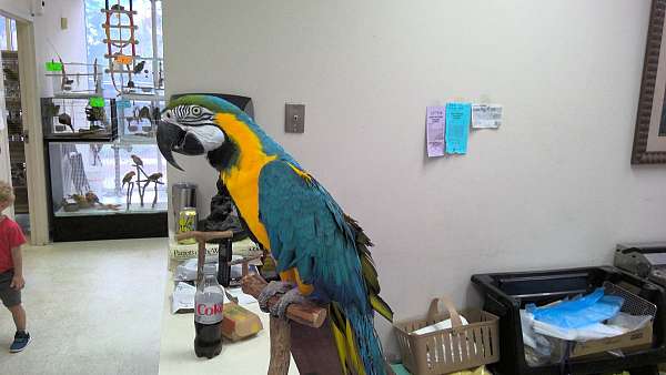 adult-bird-for-sale-in-norcross-ga