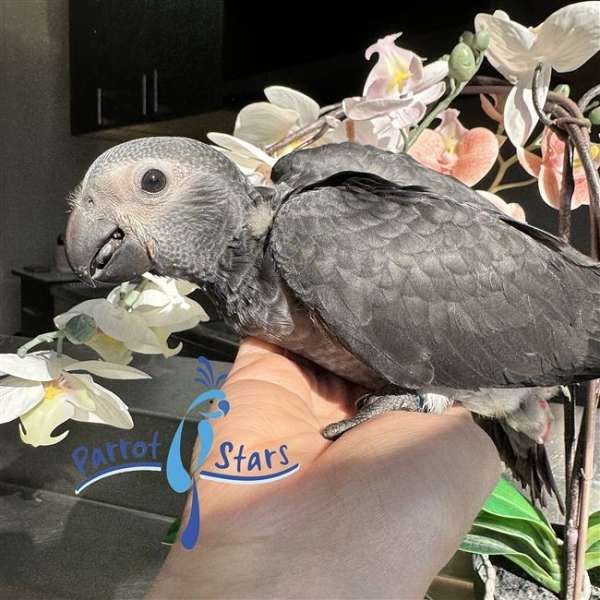 timneh-african-grey-parrot-for-sale-in-arlington-heights-il