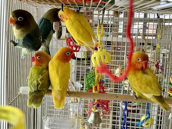 lovebird-for-sale