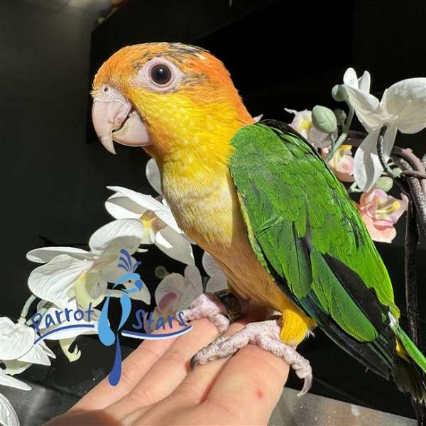 white-bellied-caique-for-sale