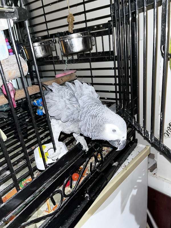 congo-african-grey-parrot-for-sale-in-hamburg-pa