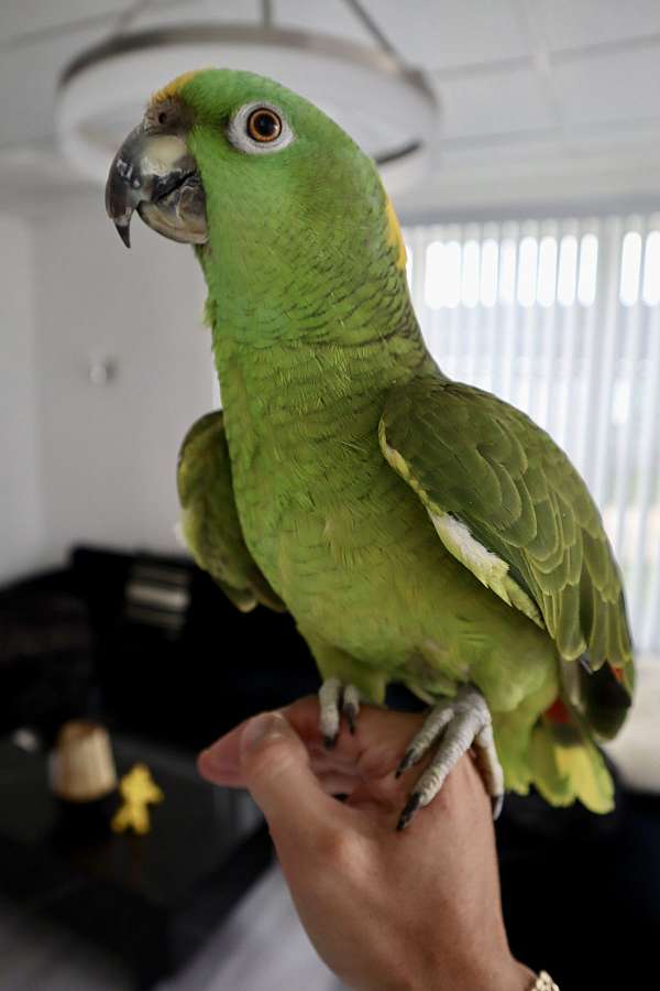 yellow-naped-amazon-parrot-for-sale-in-san-antonio-tx