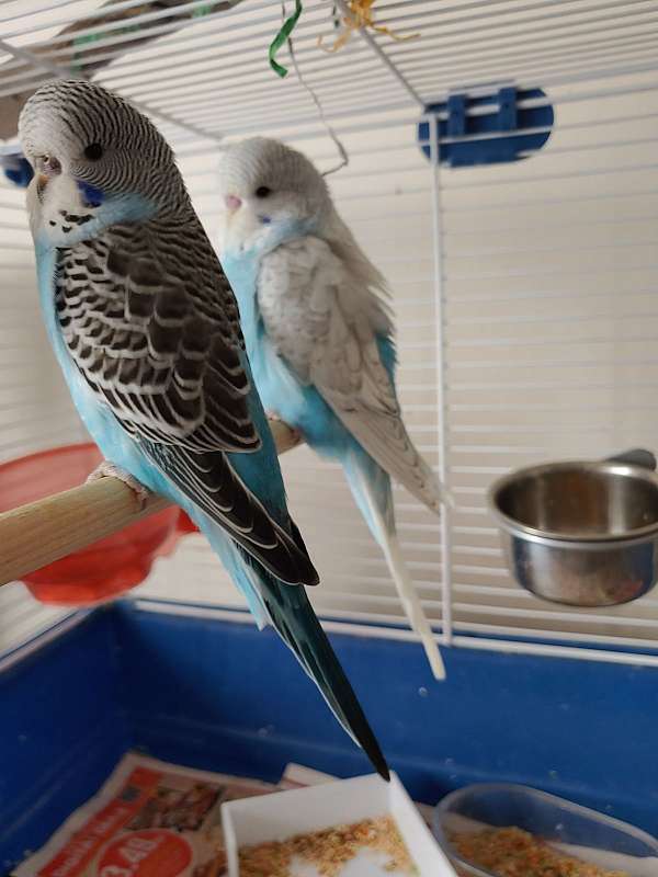 budgerigar-parakeet-for-sale