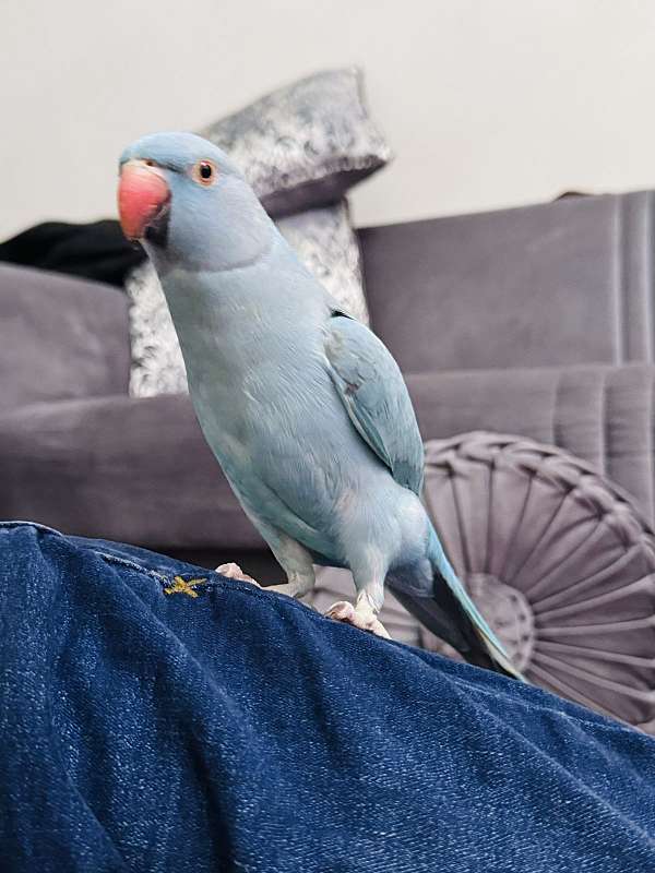 parakeet-for-sale-in-dayton-oh