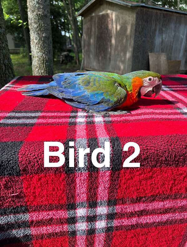 bird-for-sale-in-texas