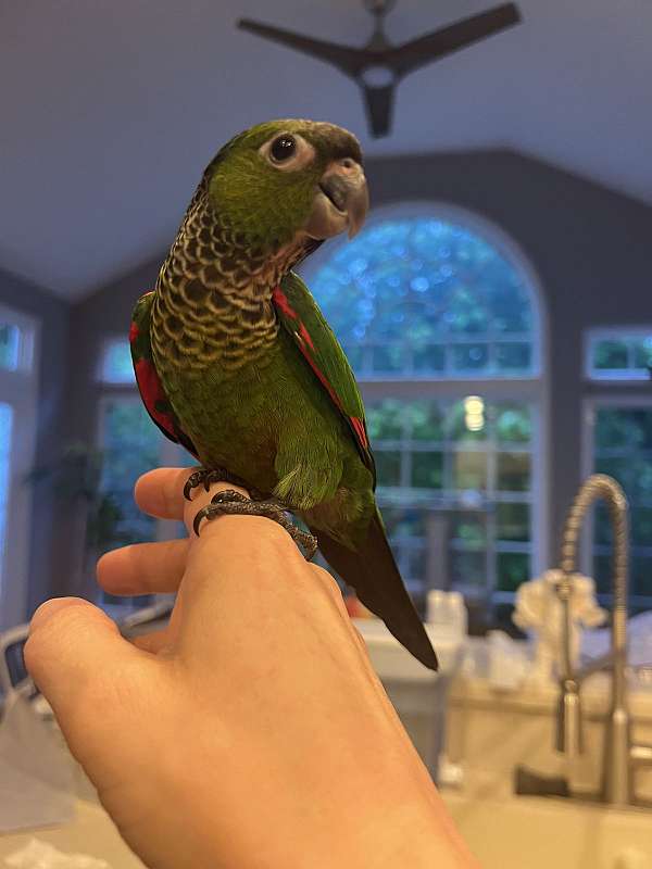 conure-black-capped-conure-for-sale-in-gainesville-va