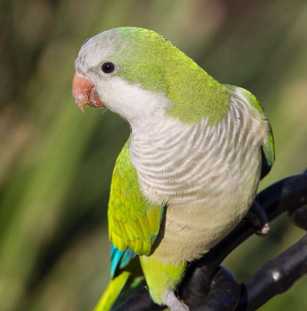 parrot-for-sale