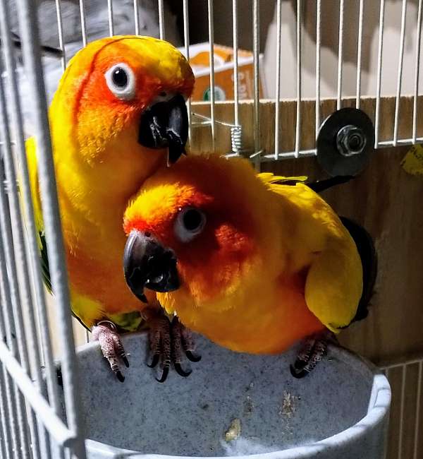 adult-bird-for-sale-in-auburn-wa