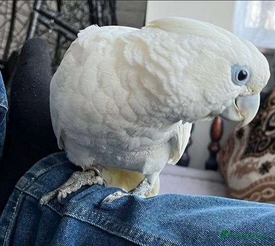cockatoo-parrot-for-sale-in-dade-city-fl