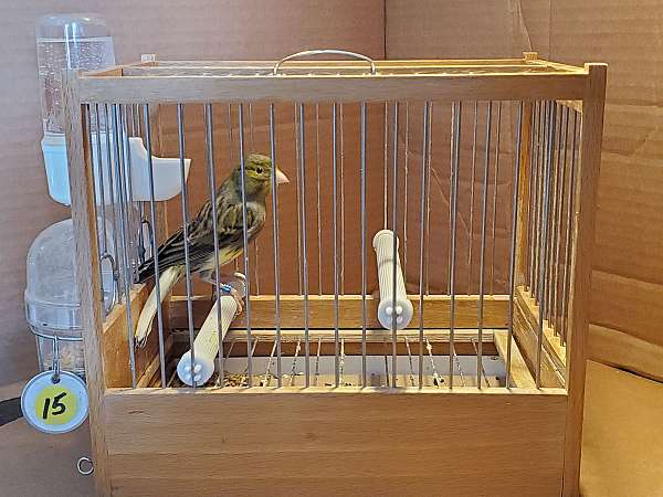 singing-bird-for-sale-in-fort-washington-pa