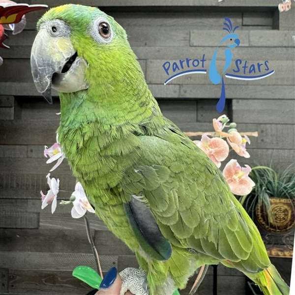 playful-orange-winged-amazon-parrot-for-sale