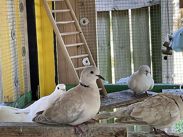 brown-white-rare-bird-for-sale