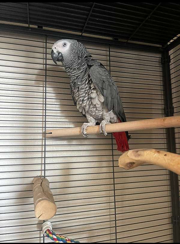 african-grey-parrot-for-sale-in-bellbrook-oh