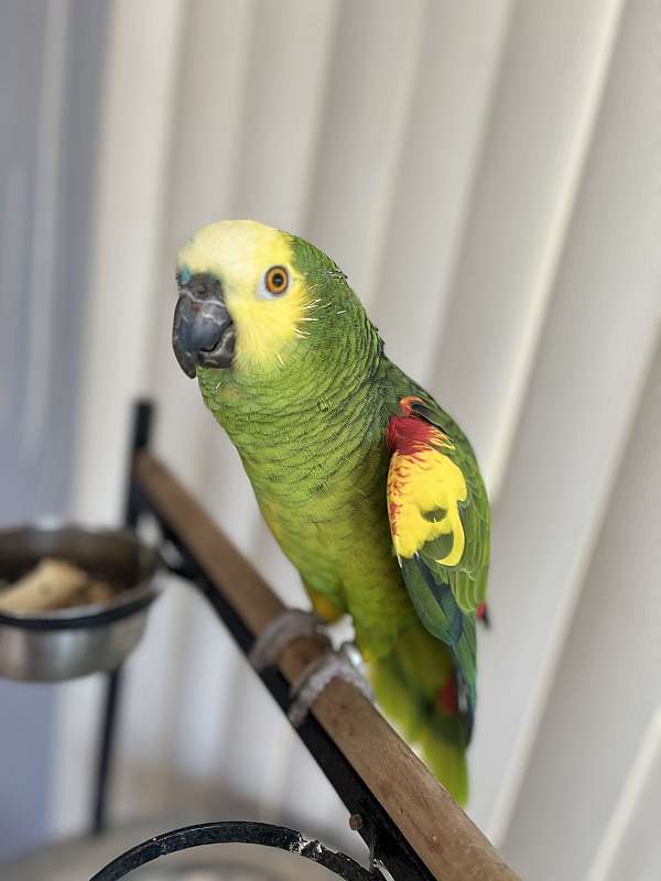 exotic-bird-for-sale-in-millsboro-de