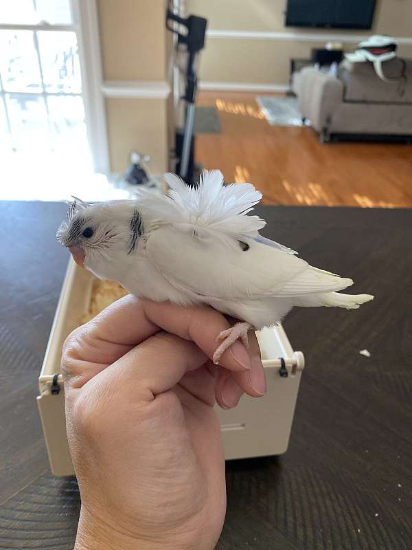 parakeet-for-sale